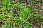 Plantainleaf sedge